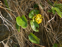 Stigmaphyllon emarginatum