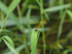 Prodasineura croconota