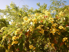 Stigmaphyllon emarginatum