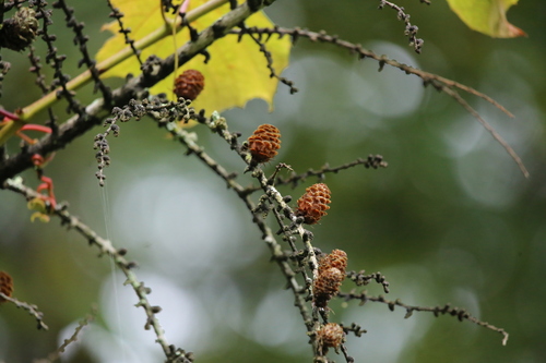 Japanese larch