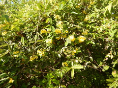 Stigmaphyllon emarginatum