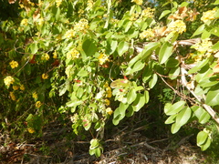 Stigmaphyllon emarginatum