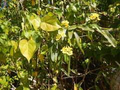 Stigmaphyllon emarginatum