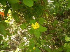 Stigmaphyllon emarginatum