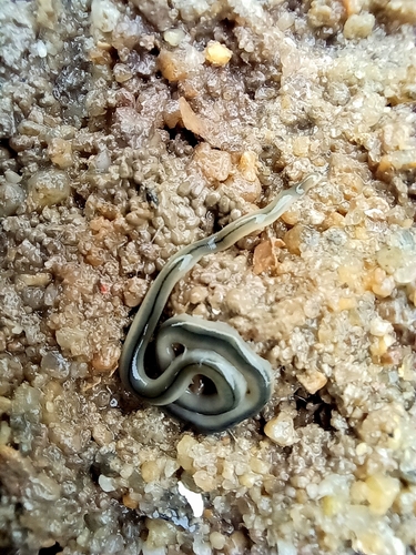 Prosadenoporus mortoni