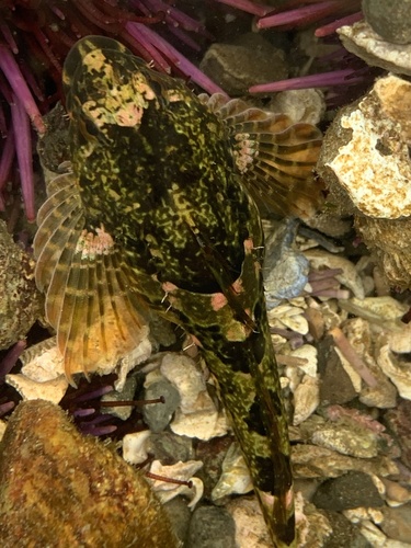 Tidepool Sculpin, Strait of Juan de Fuca, WA, US, photo 10 of 10