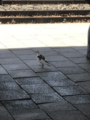 Columba livia domestica