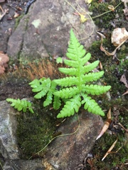 Phegopteris