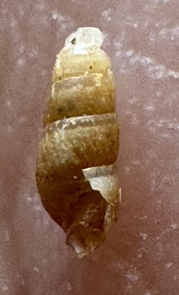 Syrnola producta