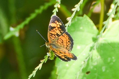 Pearl Crescent photographed in Oklahoma