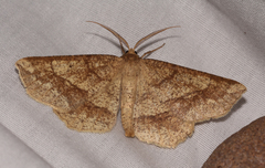 Euchlaena marginaria