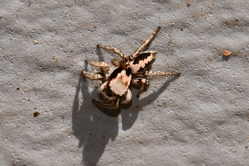 Jumping spider photo 6