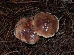 Suillus quiescens