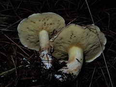 Suillus quiescens