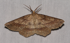 Euchlaena marginaria