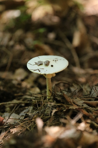 Amanita