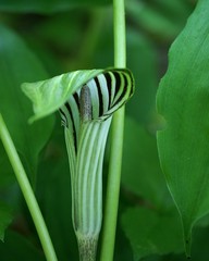 Arisaema stewardsonii