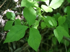 Arisaema stewardsonii