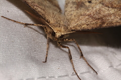 Euchlaena marginaria