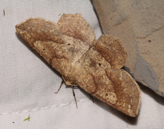 Euchlaena marginaria