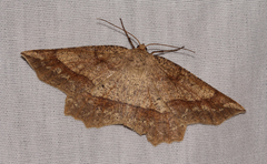 Euchlaena marginaria