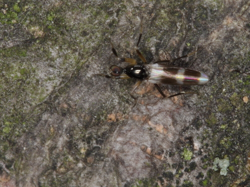 Tachydromia aemula