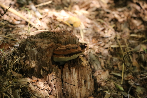Ganoderma applanatum