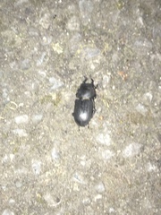 Dorcus parallelipipedus