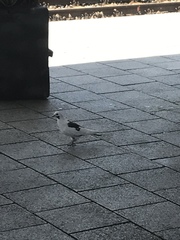 Columba livia domestica