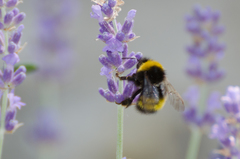 Bombus haematurus