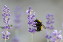 Bombus haematurus