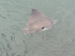 Naru Eagle Ray photo 3