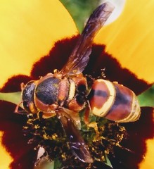 Euodynerus hidalgo hidalgo