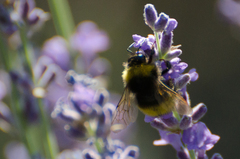 Bombus haematurus