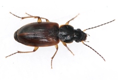 Stenolophus mixtus