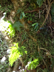 Notogrammitis pseudociliata