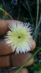 Erepsia forficata
