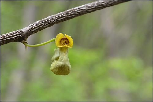 Aristolochia manshuriensis