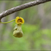 Aristolochia manshuriensis - Photo (c) Lee, seong-won, μερικά δικαιώματα διατηρούνται (CC BY-NC), uploaded by Lee, seong-won