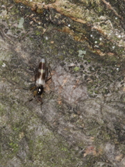 Tachydromia arrogans