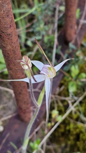 Image of Caladenia intuta by (c) Rosalie Lawrence, some rights reserved (CC BY)