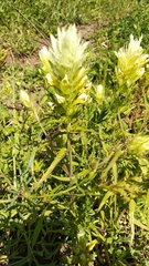 Melampyrum argyrocomum