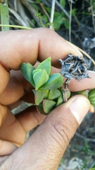 Erepsia forficata
