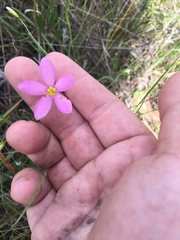 Sabatia campanulata