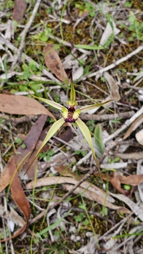 winter spider orchid (Caladenia brumalis)