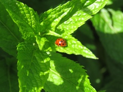 Harmonia axyridis