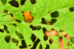 Charidotella emarginata