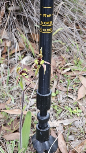 Image of Caladenia conferta by (c) Rosalie Lawrence, some rights reserved (CC BY)