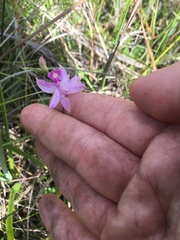 Calopogon pallidus