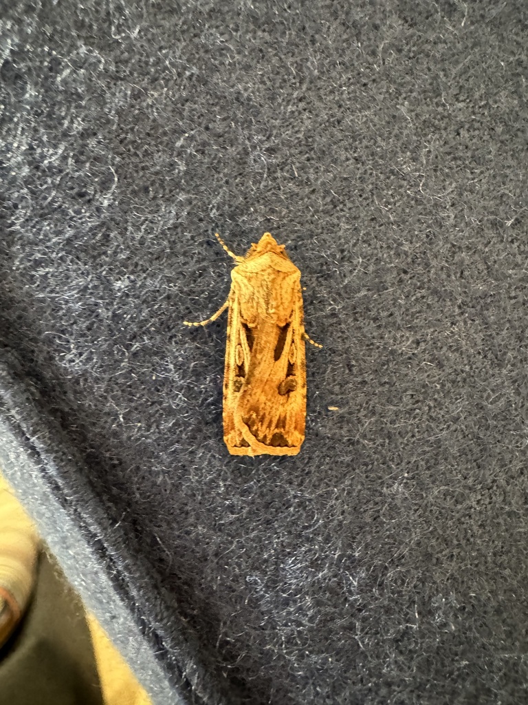 brown-cutworm-from-miller-st-north-sydney-nsw-au-on-august-28-2024